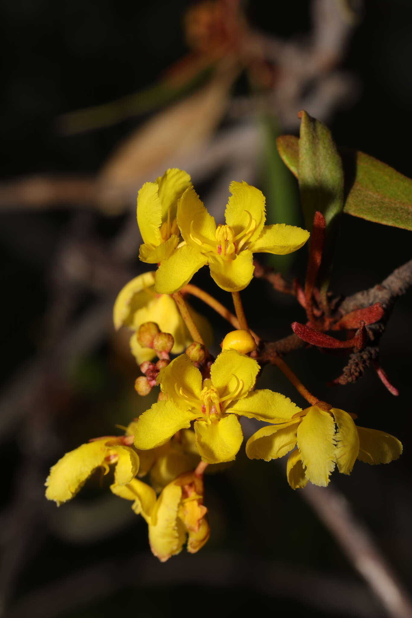Acridocarpus excelsus A. Juss.的图像