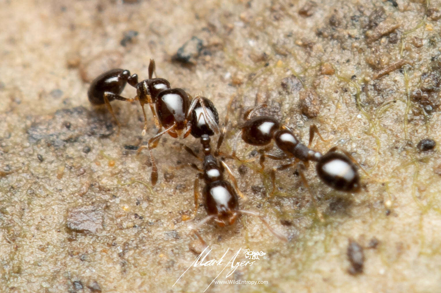 Image of Monomorium sydneyense Forel 1902