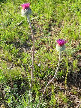 Image of Jurinea mollis (L.) Rchb.