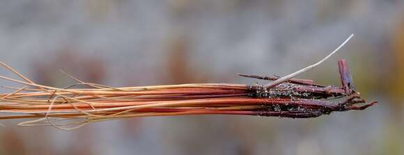 صورة Tetraria ligulata (Boeckeler) C. B. Clarke