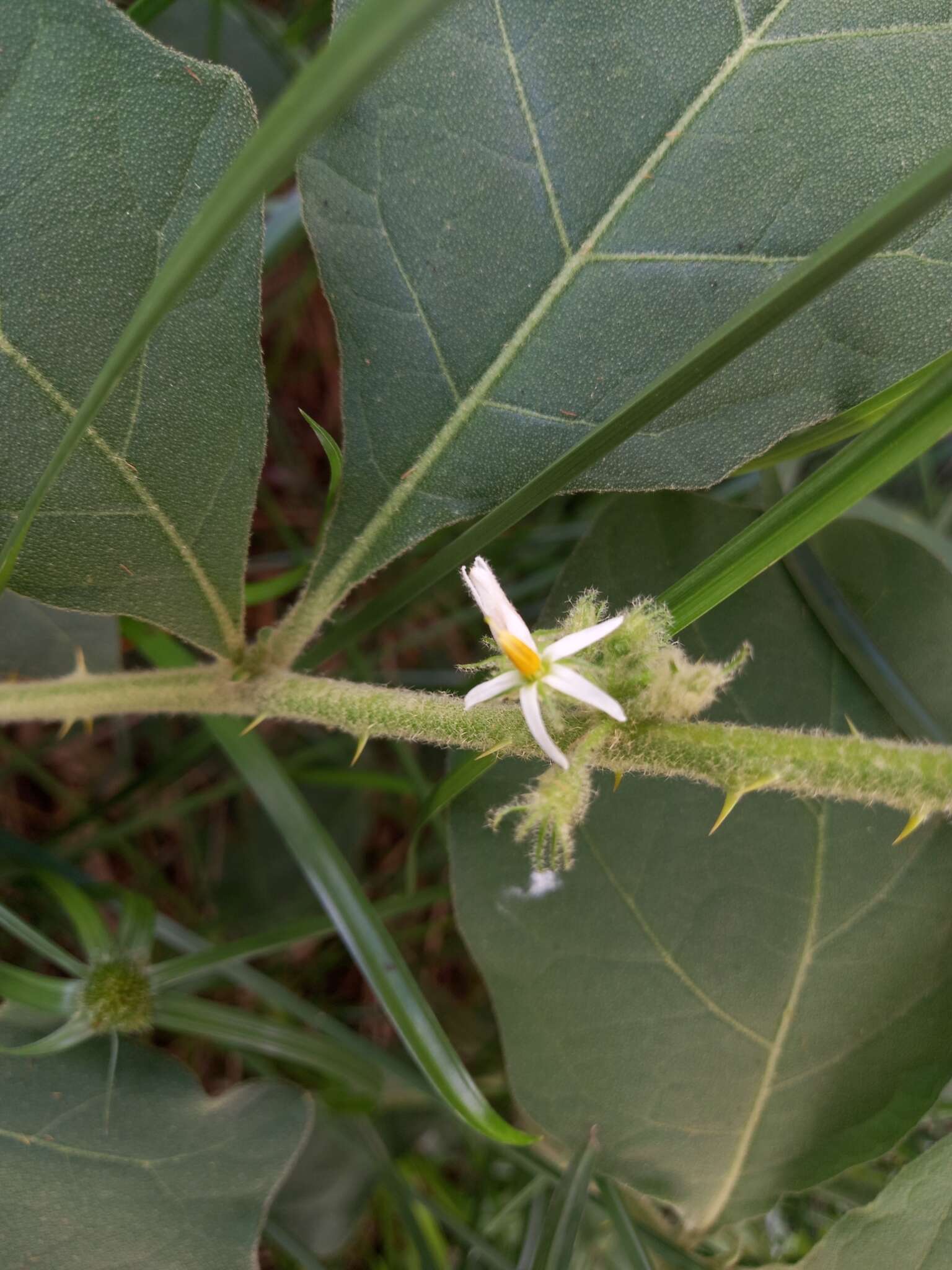 Image of Jamaican Nightshade