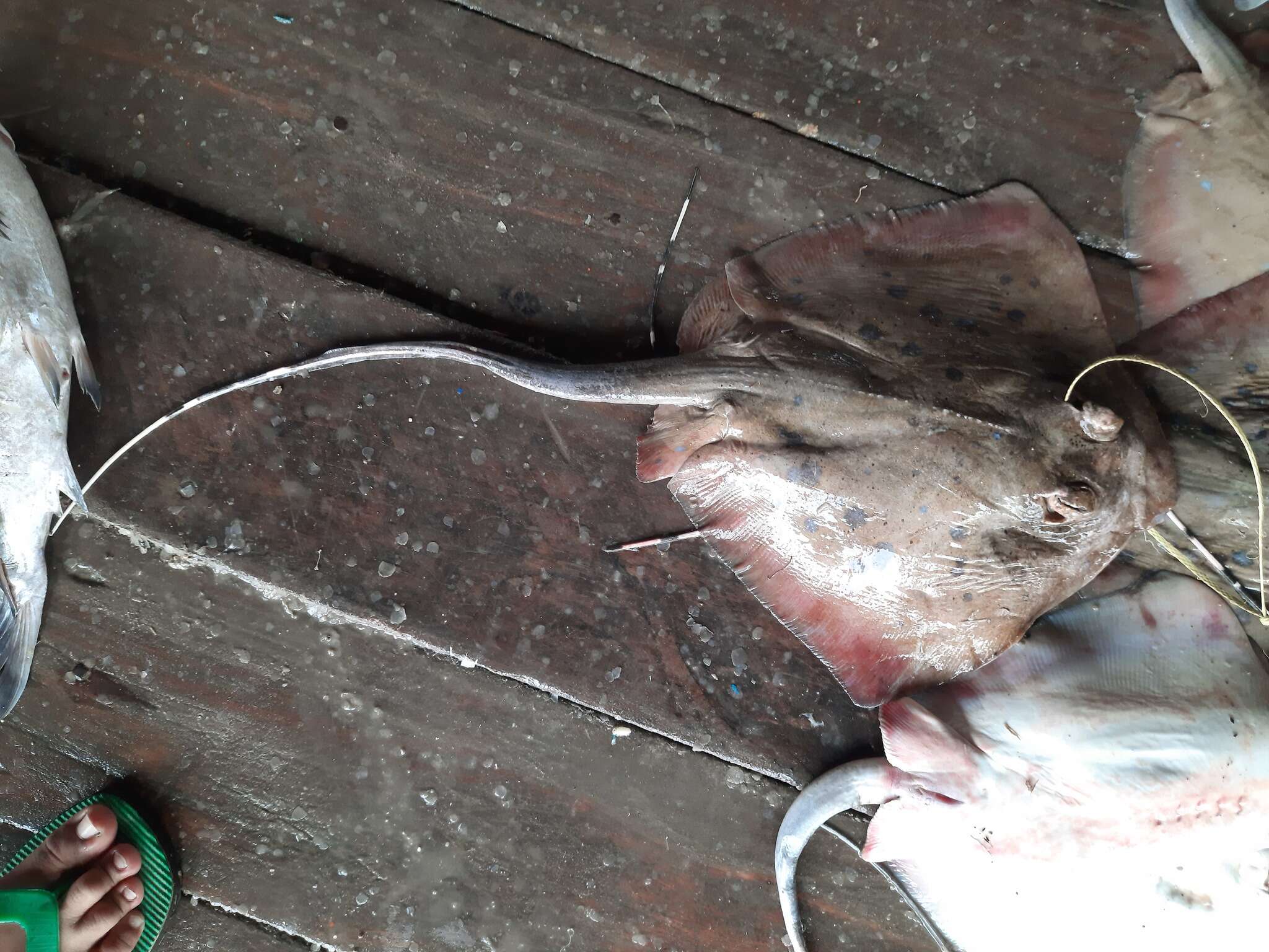 Image of Bluespotted maskray