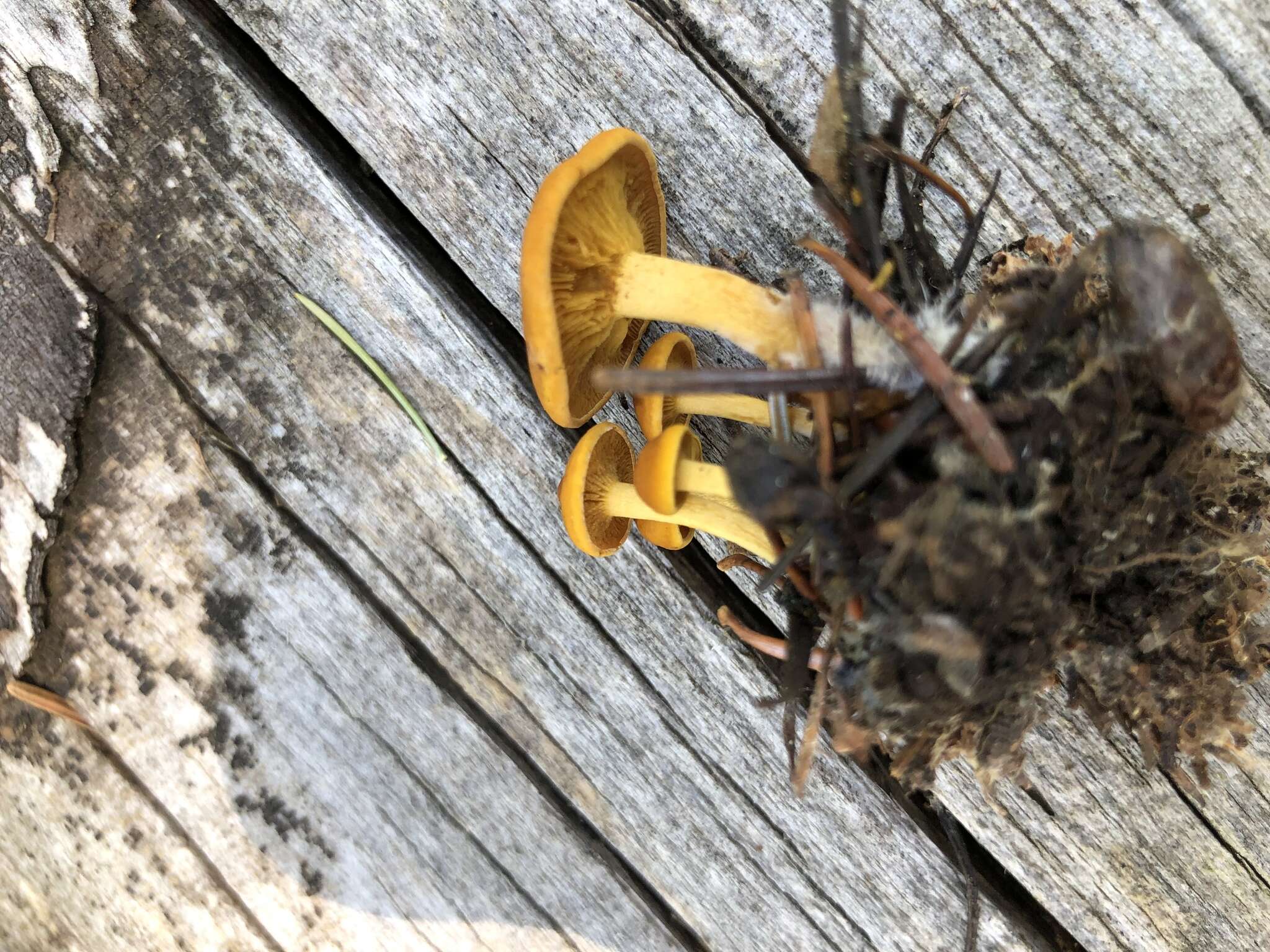 Image of Rugosomyces naucoria (Murrill) Boffelli 2012