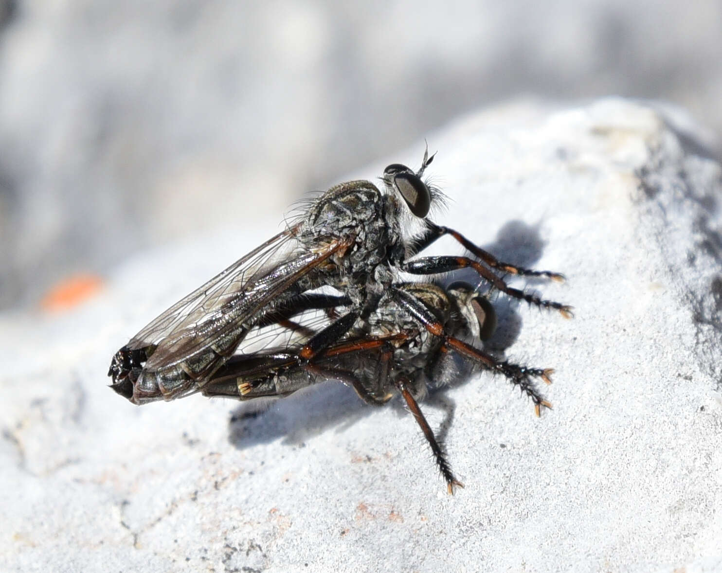 Image of Machimus callidus (Williston 1893)