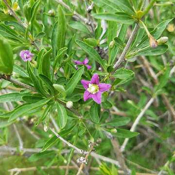 Image of matrimony vine