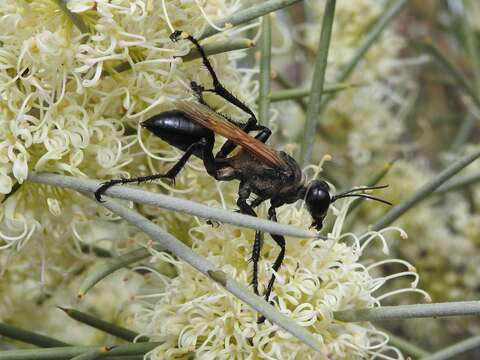 Image of Prionyx saevus (F. Smith 1856)