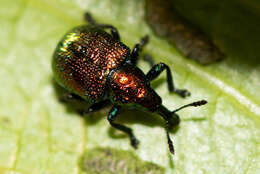 Image of poplar leaf-rolling weevil