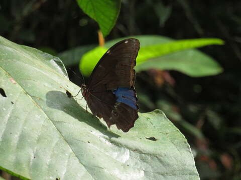 Sivun Morpho menelaus Linnaeus 1758 kuva