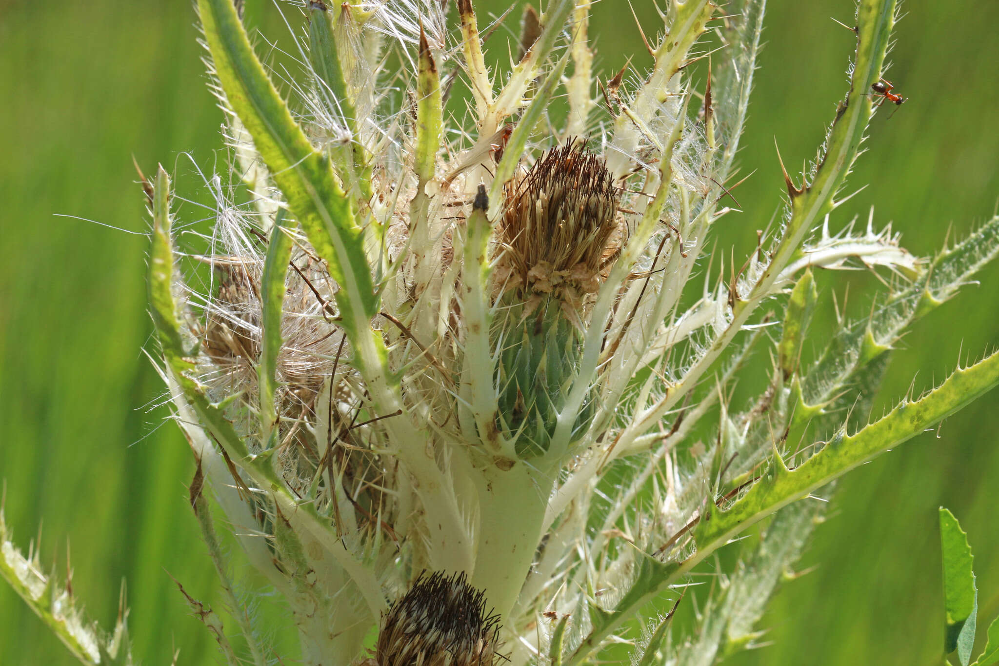 Image of <i>Cirsium <i>scariosum</i></i> var. scariosum