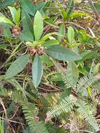 Image of Ficus variolosa Lindl. ex Benth.