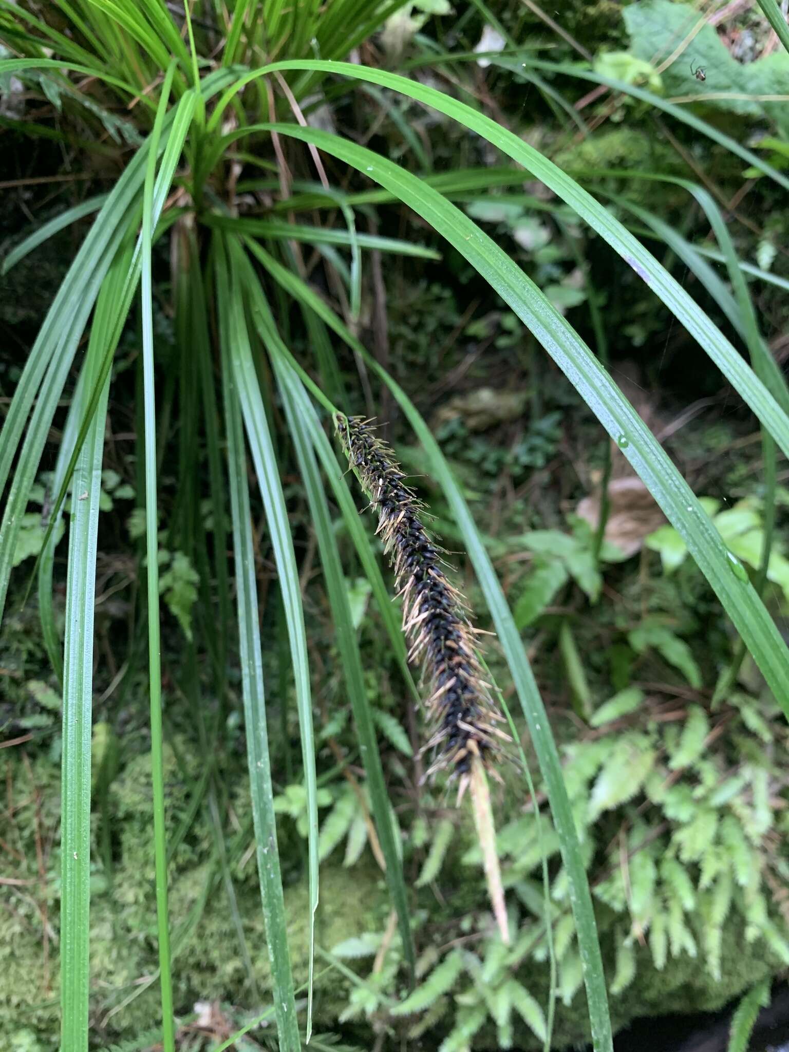 Image of Carex corynoidea K. A. Ford