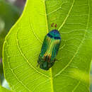 Image of Acmaeodera fascigera Harold 1869