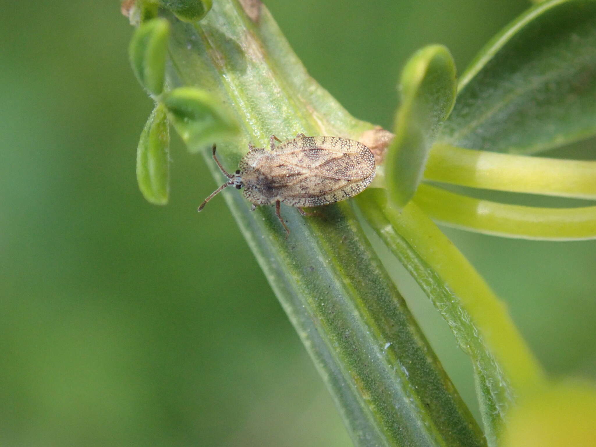 Image of Tingis (Tingis) ampliata (Herrich-Schaeffer 1838)