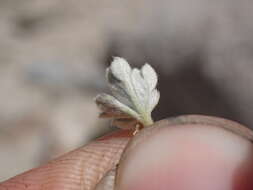 Image of silky cinquefoil