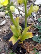 Image of Ophrys battandieri E. G. Camus