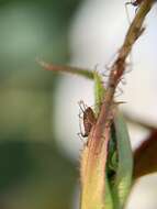 Macrosiphum (Macrosiphum) rosae (Linnaeus 1758) resmi