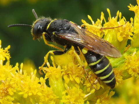 Imagem de Philanthus solivagus Say 1837