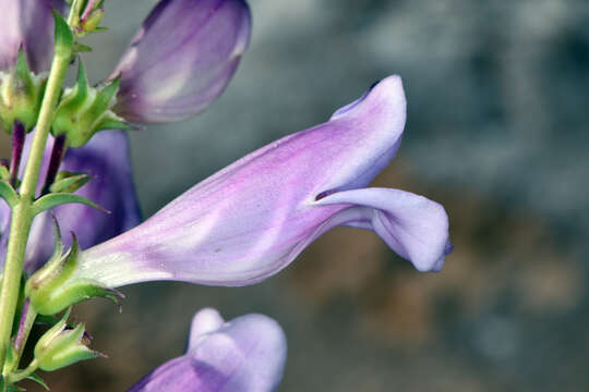 Image of southwestern beardtongue