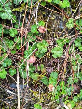 Image of yü-shan raspberry