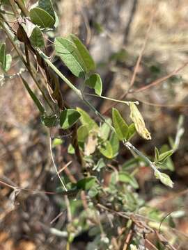 Image de Rhynchosia totta (Thunb.) DC.