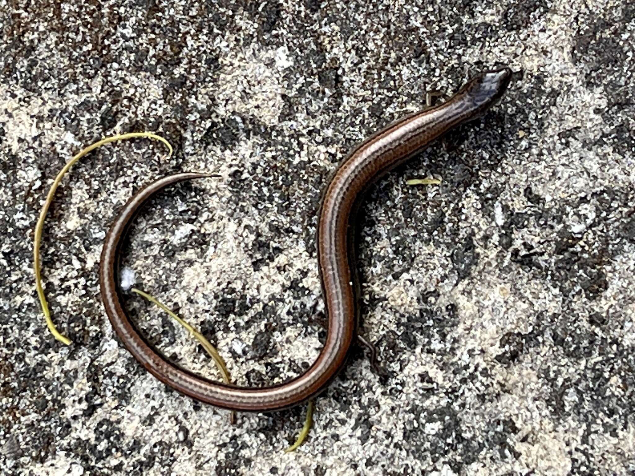 Image of Two-toed Earless Skink