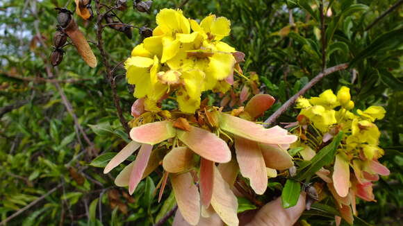 Image of Acridocarpus natalitius A. Juss.