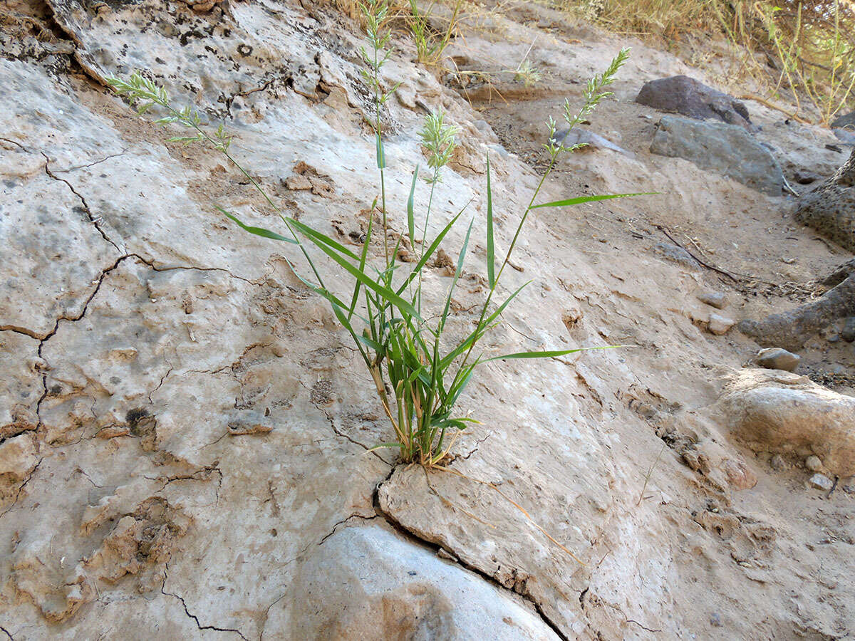 Imagem de Eragrostis cilianensis (All.) Janch.