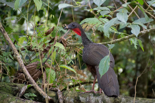 Image of Spix's Guan