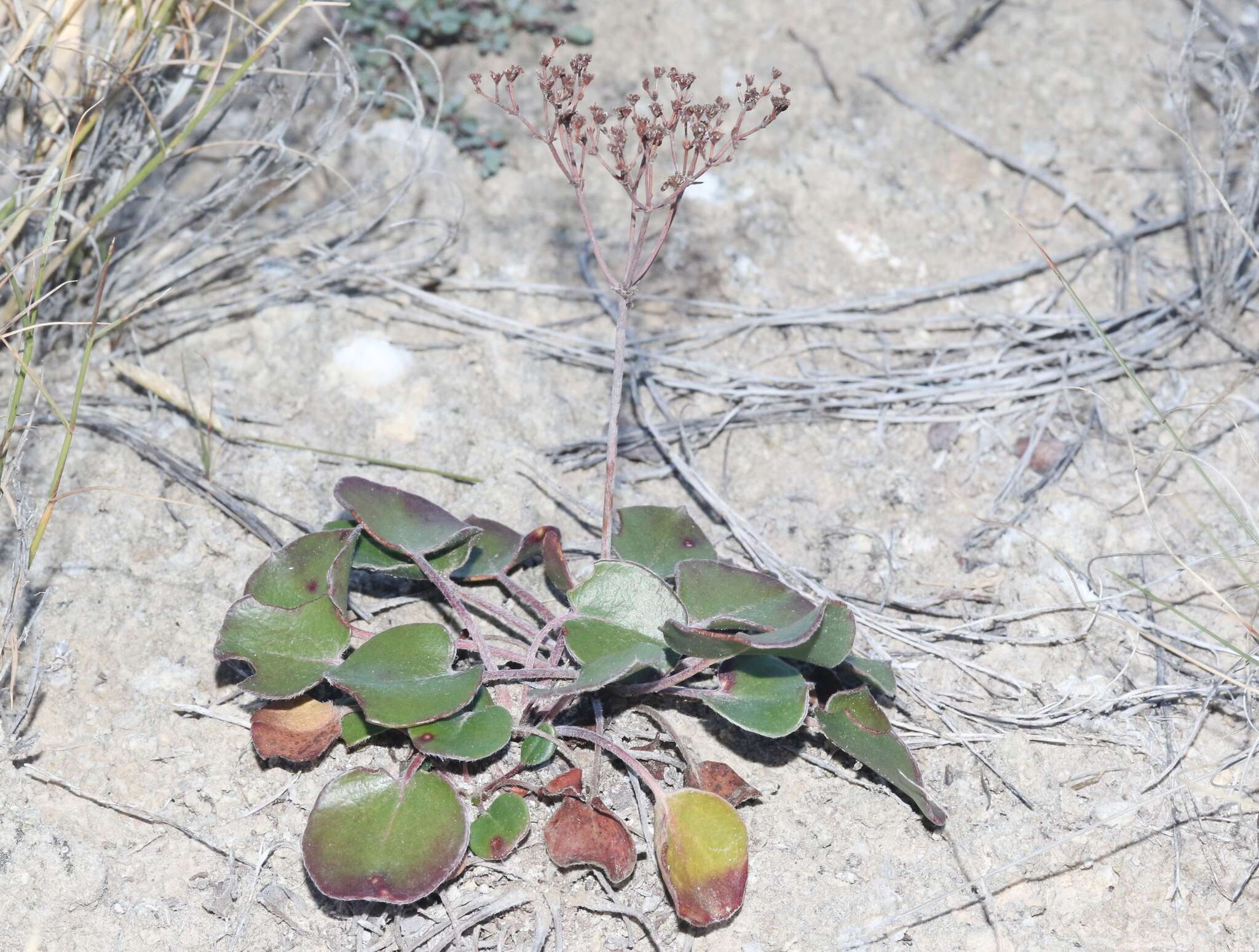 Image of Seven River Hills buckwheat