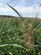 Image of Indian rice