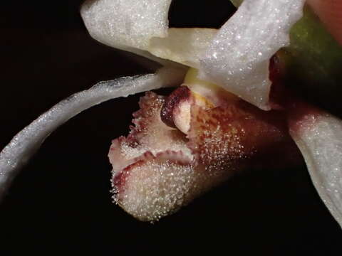 Image of Maxillaria ecuadorensis Schltr.