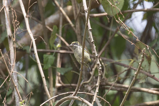 Image of Moustached Tinkerbird