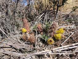 صورة Austrocactus spiniflorus (Phil.) F. Ritter