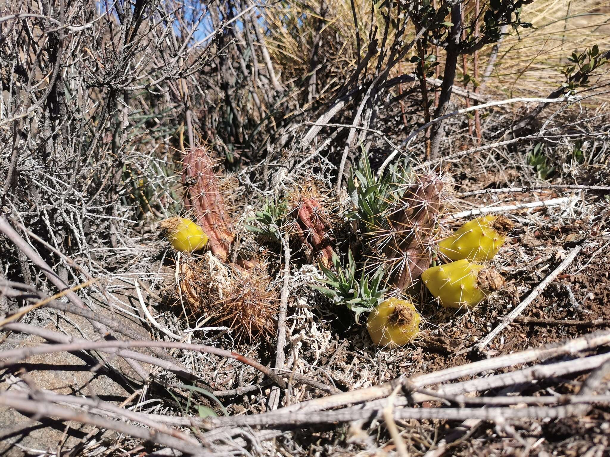 Image of Austrocactus spiniflorus (Phil.) F. Ritter