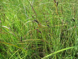 Sivun Carex pamirensis subsp. dichroa Malyschev kuva