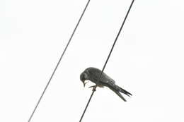 Image of Amur Falcon