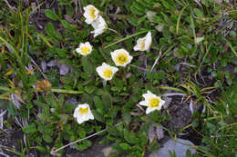 Imagem de Dryas octopetala subsp. hookeriana (Juz.) Hulten