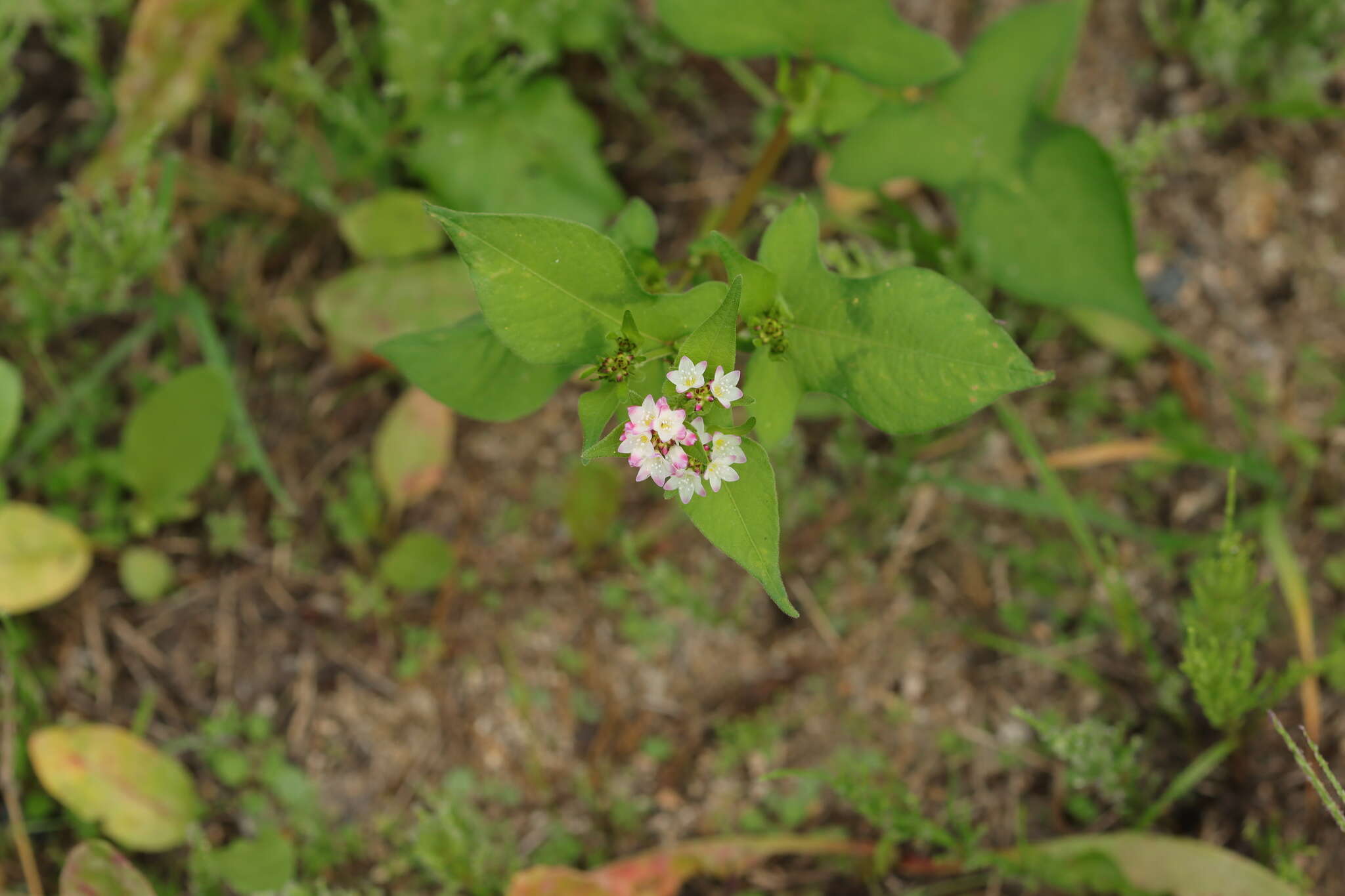 Sivun Persicaria thunbergii (Sieb. & Zucc.) H. Gross kuva