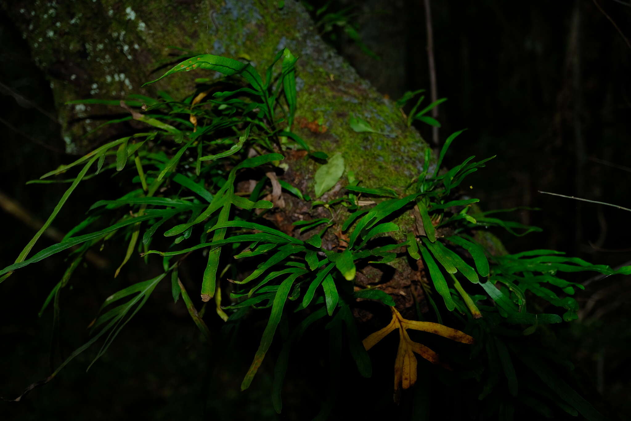 Image of Polypodium ensiforme Thunb.