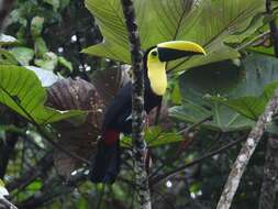 Image of Choco Toucan