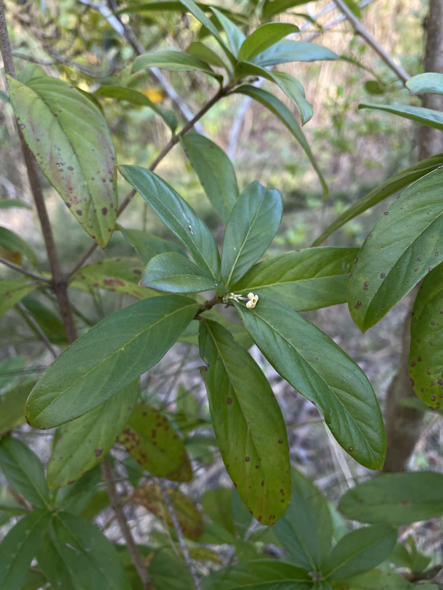 Plancia ëd Rondeletia inermis (Spreng.) Krug & Urb.