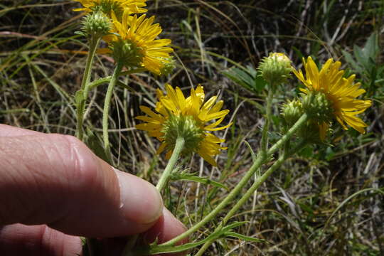 Rayjacksonia annua (Rydb.) R. L. Hartman & M. A. Lane的圖片