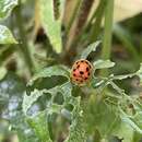 Laccoptera (Laccopteroidea) tredecimguttata Wagener 1877的圖片