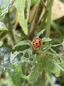 Laccoptera (Laccopteroidea) tredecimguttata Wagener 1877的圖片