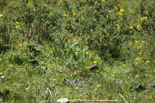 Imagem de Prunella rubeculoides (Moore & F 1854)