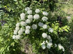 Image of Spiraea pubescens Turcz.