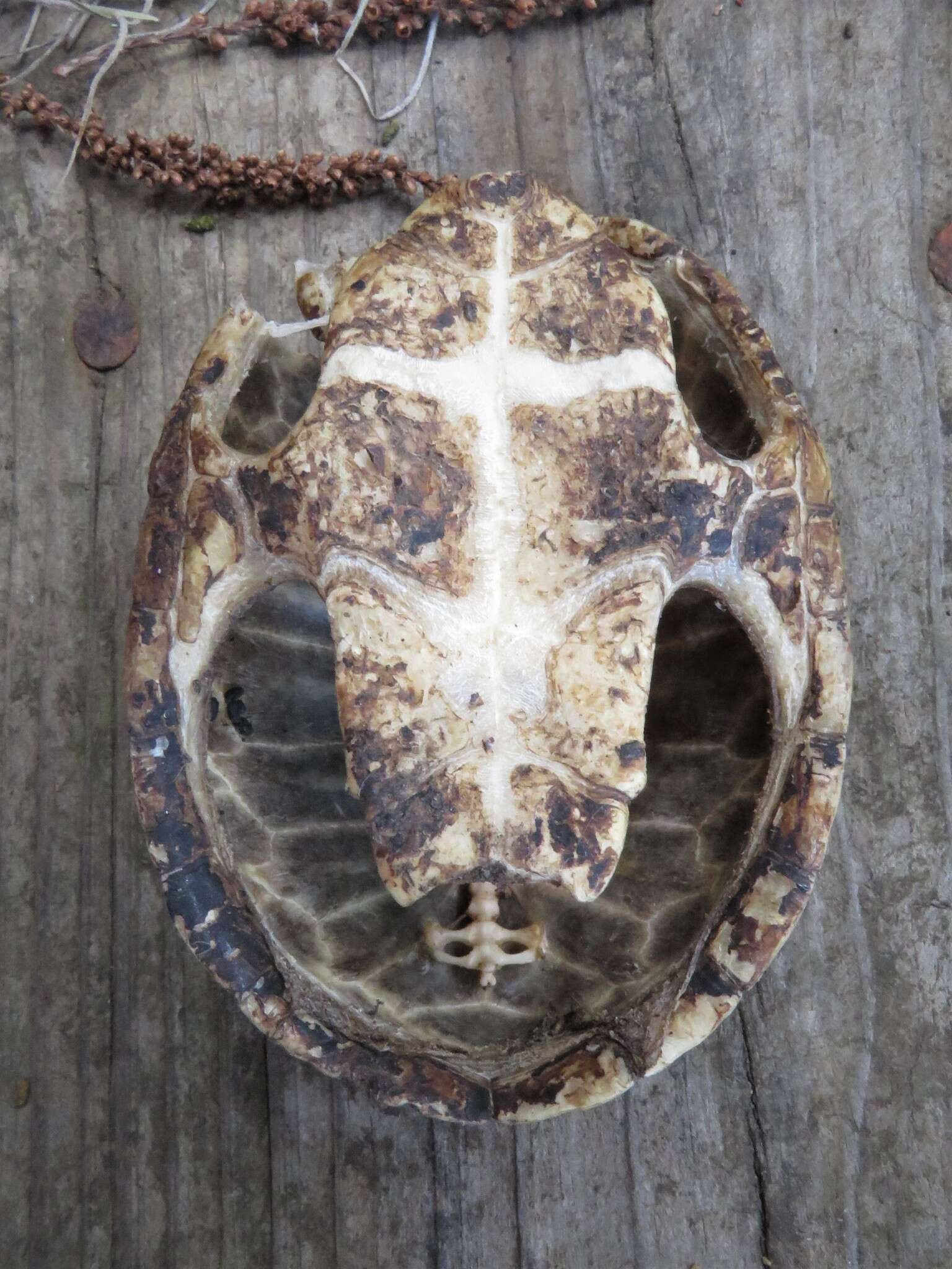 Image of Sternotherus Gray 1835