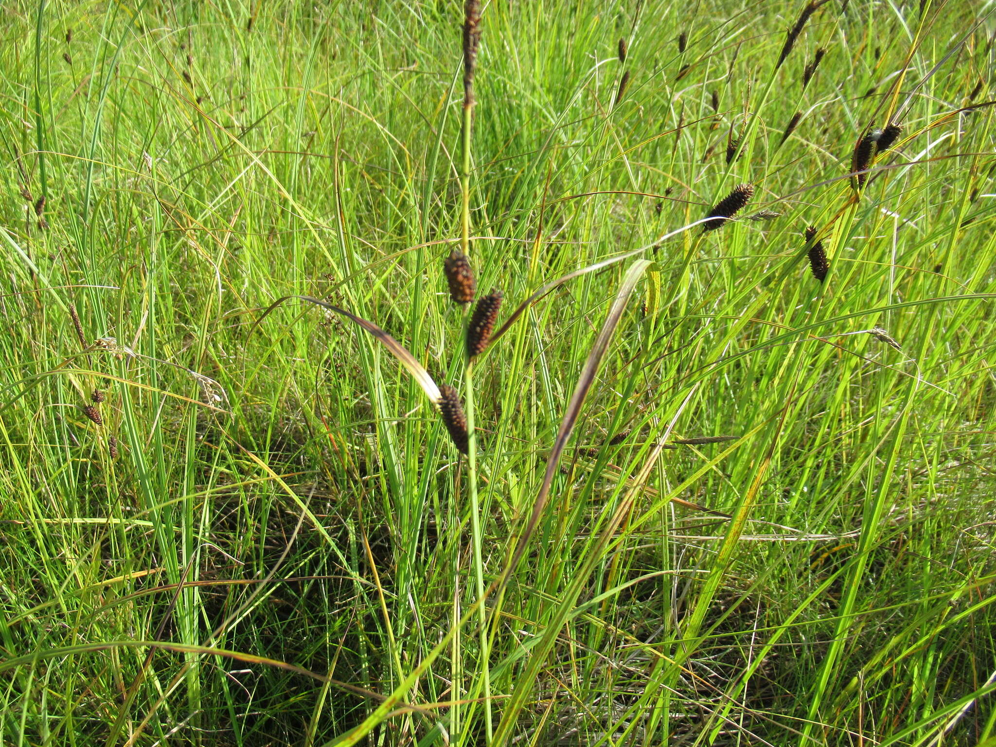 Sivun Carex pamirensis subsp. dichroa Malyschev kuva