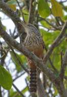 Image of Band-backed Wren