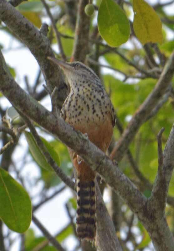 Image of Band-backed Wren